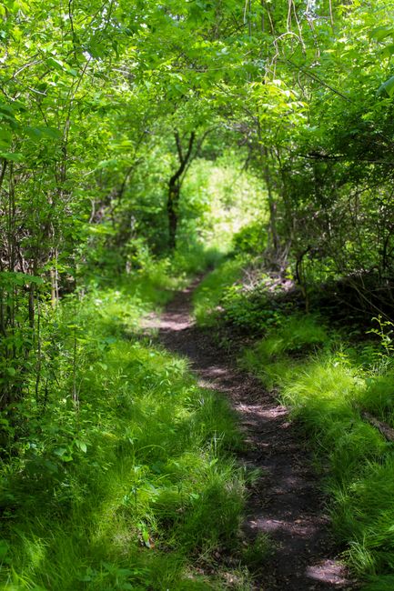 A narrow dirt footpath winds through a dense, lush woodland area, surrounded by vibrant green foliage and leafy trees with branches arching overhead. The ground is covered with grass and small plants,