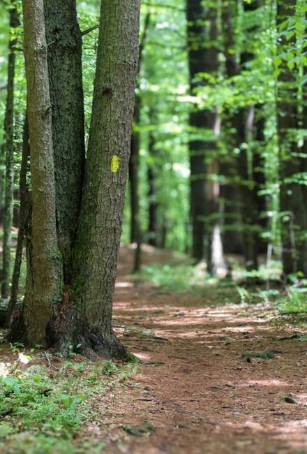 A narrow dirt footpath winds through a dense, lush woodland area, surrounded by vibrant green foliage and leafy trees with branches arching overhead. The ground is covered with grass and small plants,
